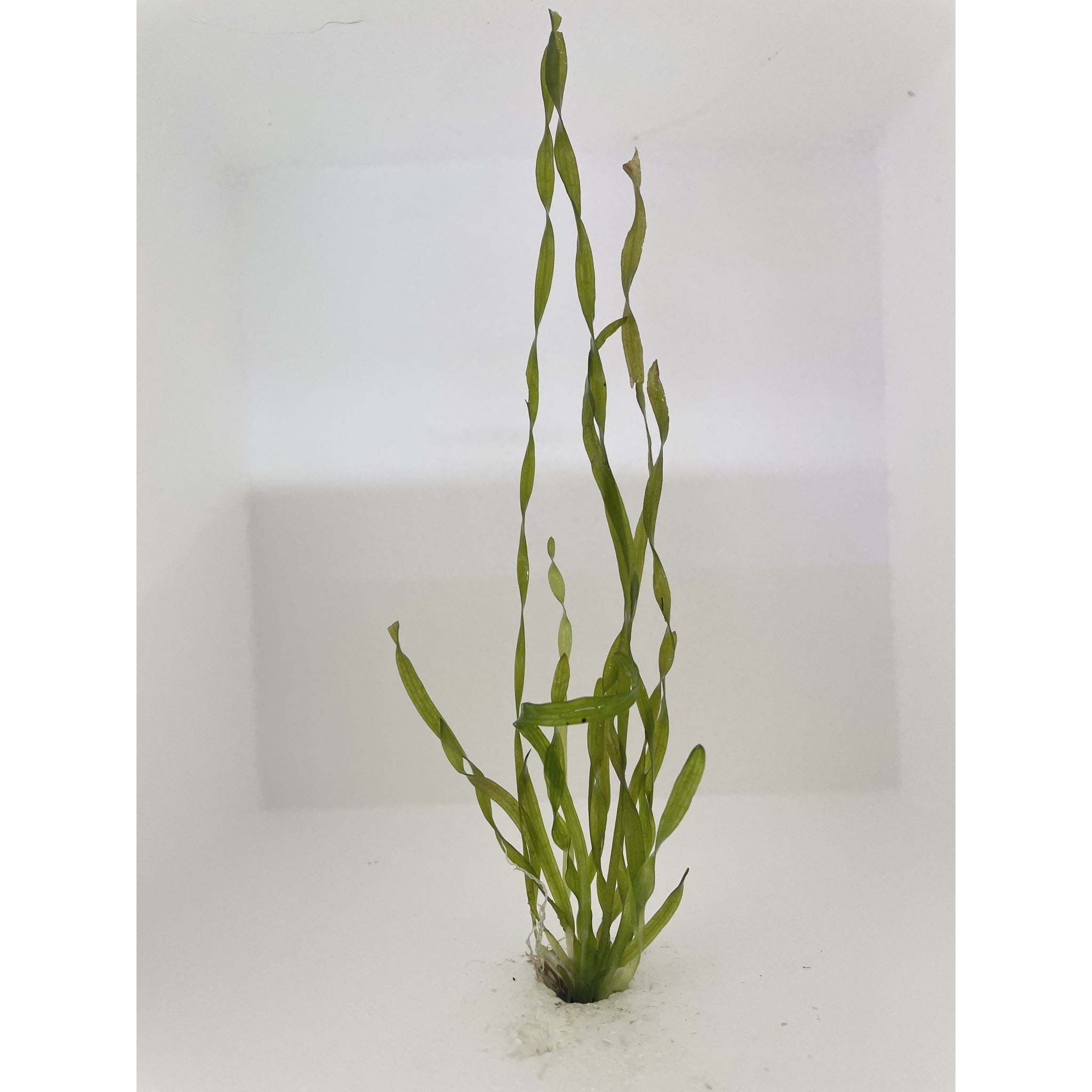 Twisted Vallisneria