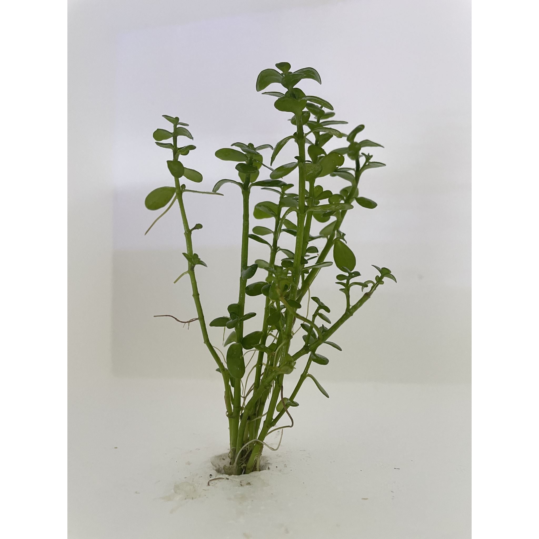 Bacopa Monnieri (Baby Tears)