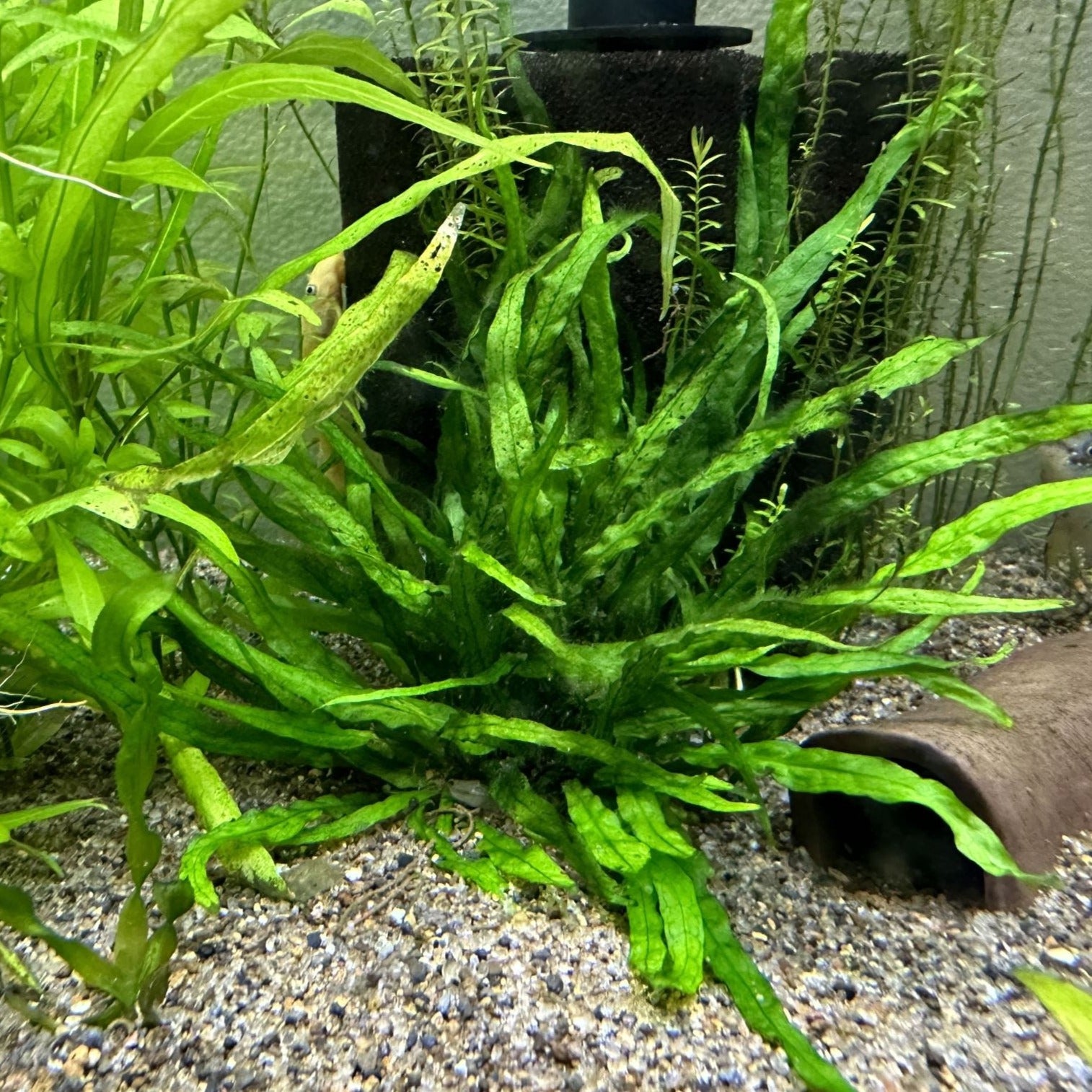 Needle Leaf Java Fern (Small)