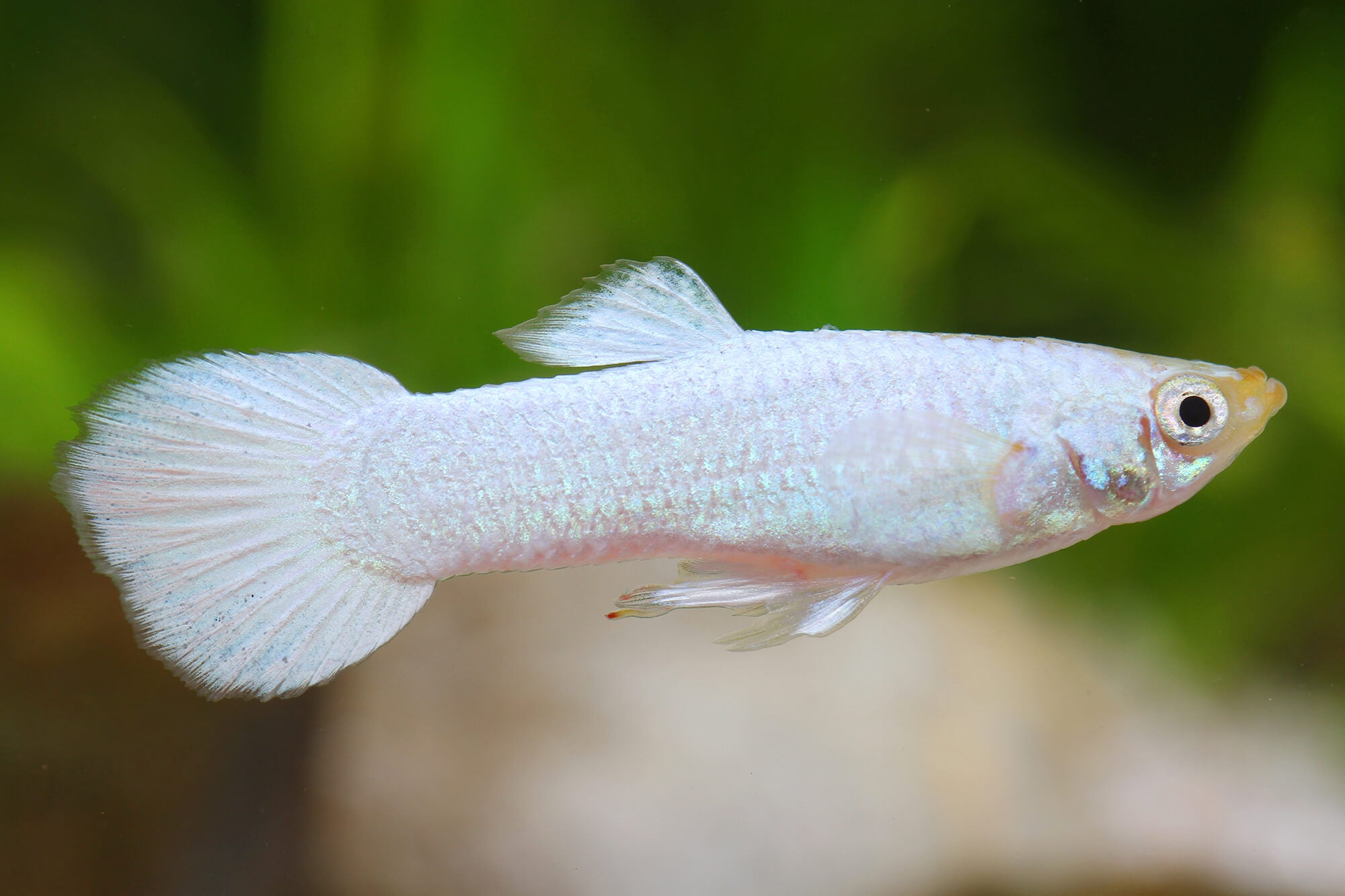 Platinum White Guppy Pair