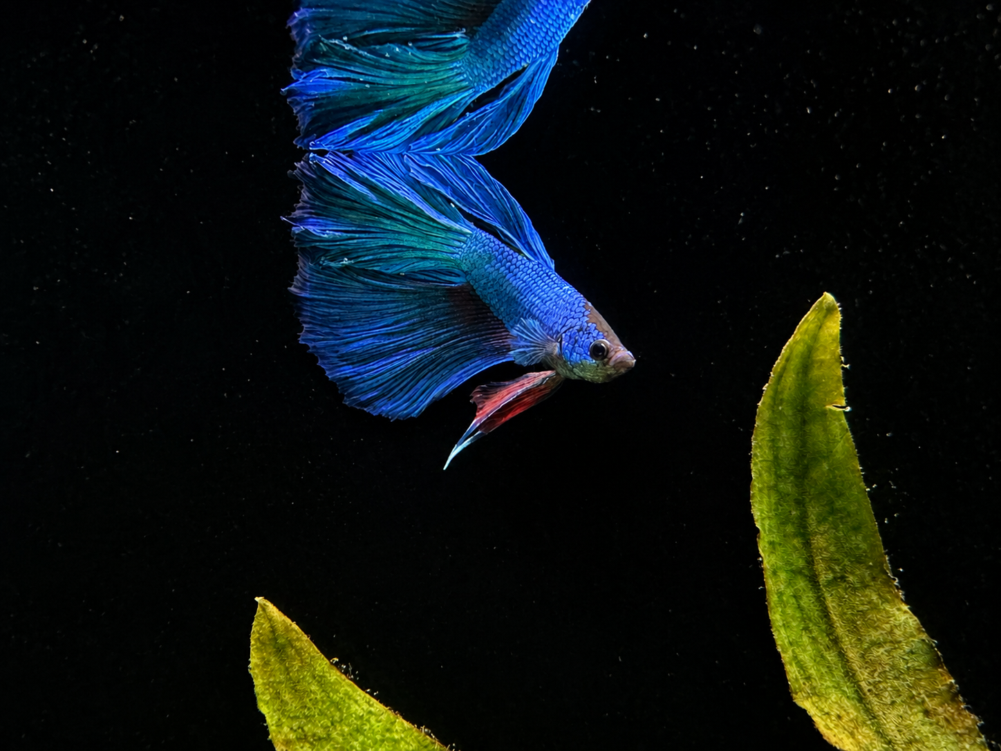 Flowertail Male Betta (B4)