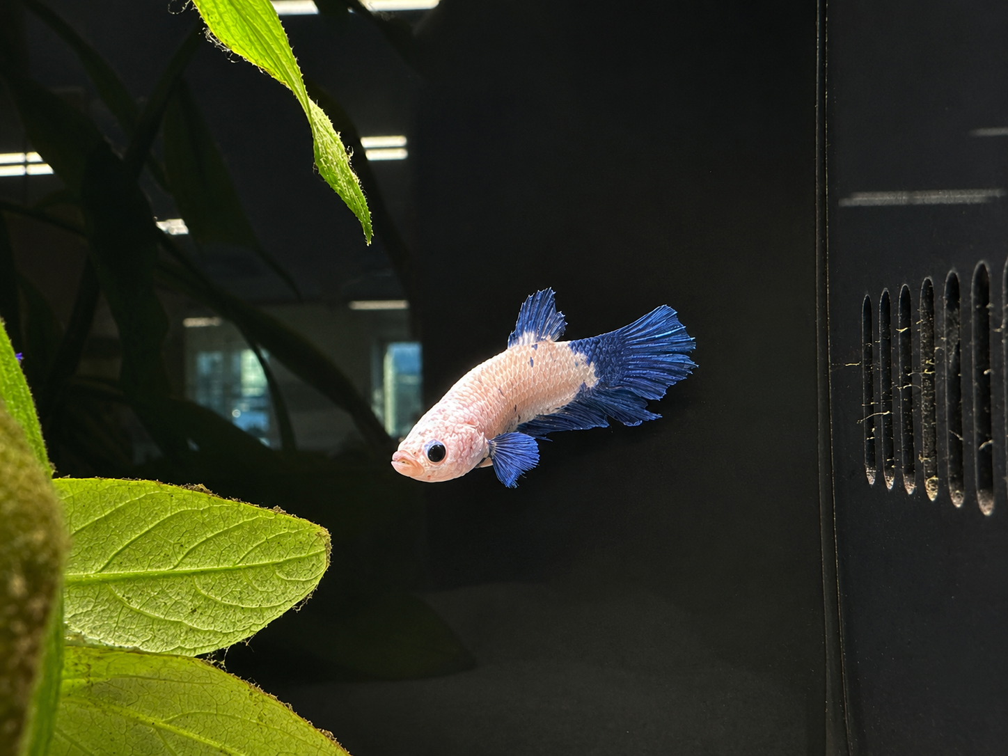 White Blue Rim Male Betta (A4)