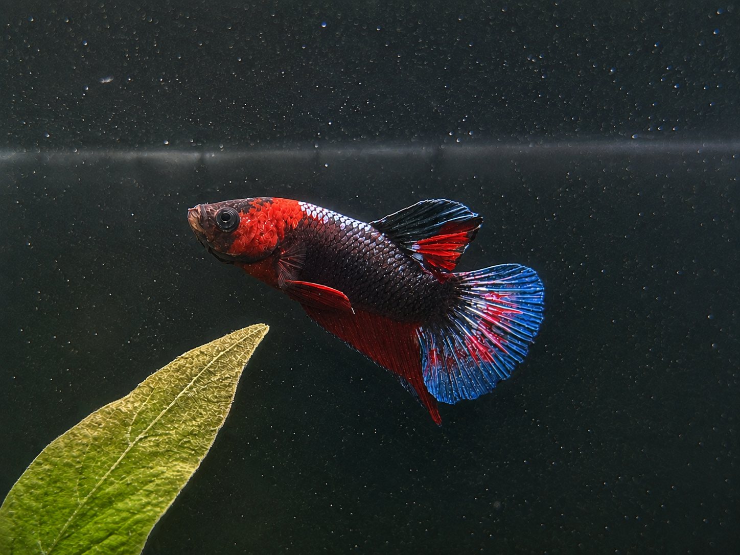 Koi Male Betta (A2)