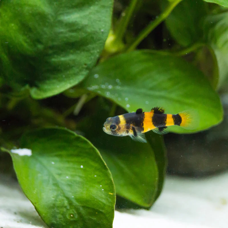 Bumblebee Goby
