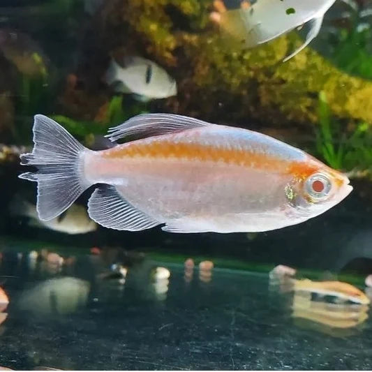Albino Congo Tetra