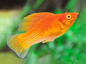 Orange Sailfin Molly