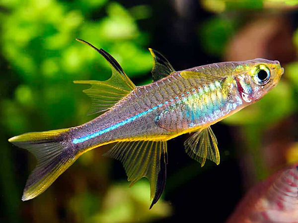 Celebes Rainbow