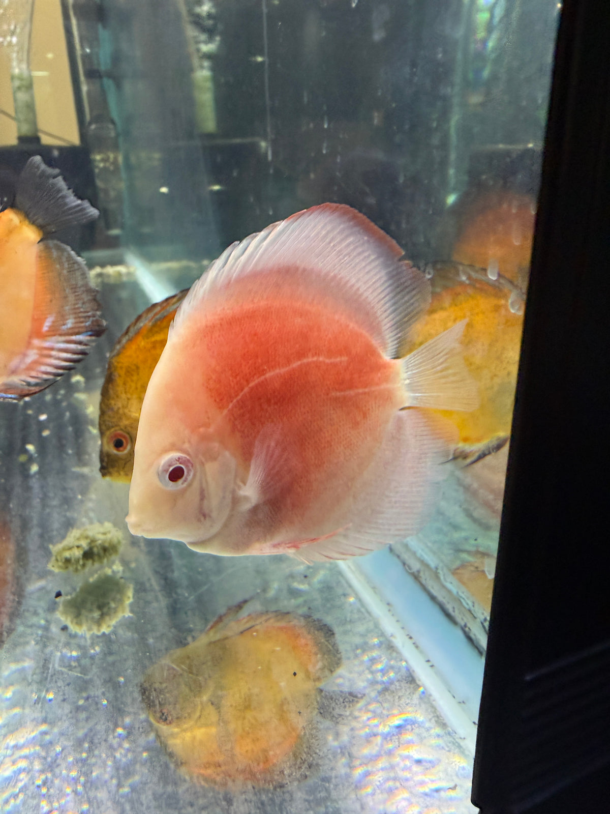 Albino Red Cover Discus