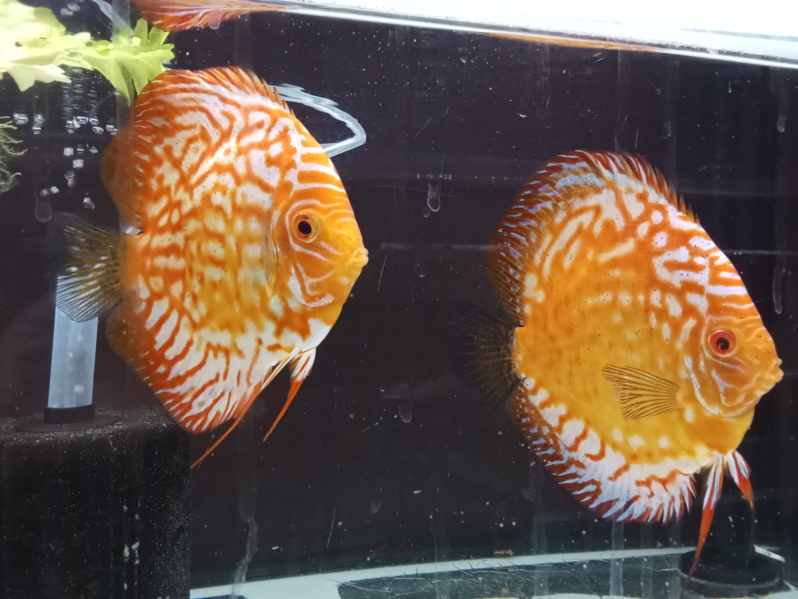 Checkerboard Discus (Small)