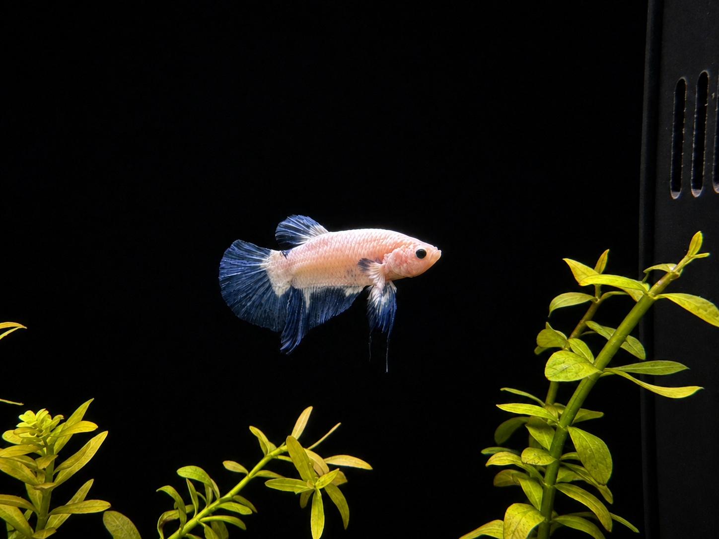 White Blue Rim Male Betta (B5)