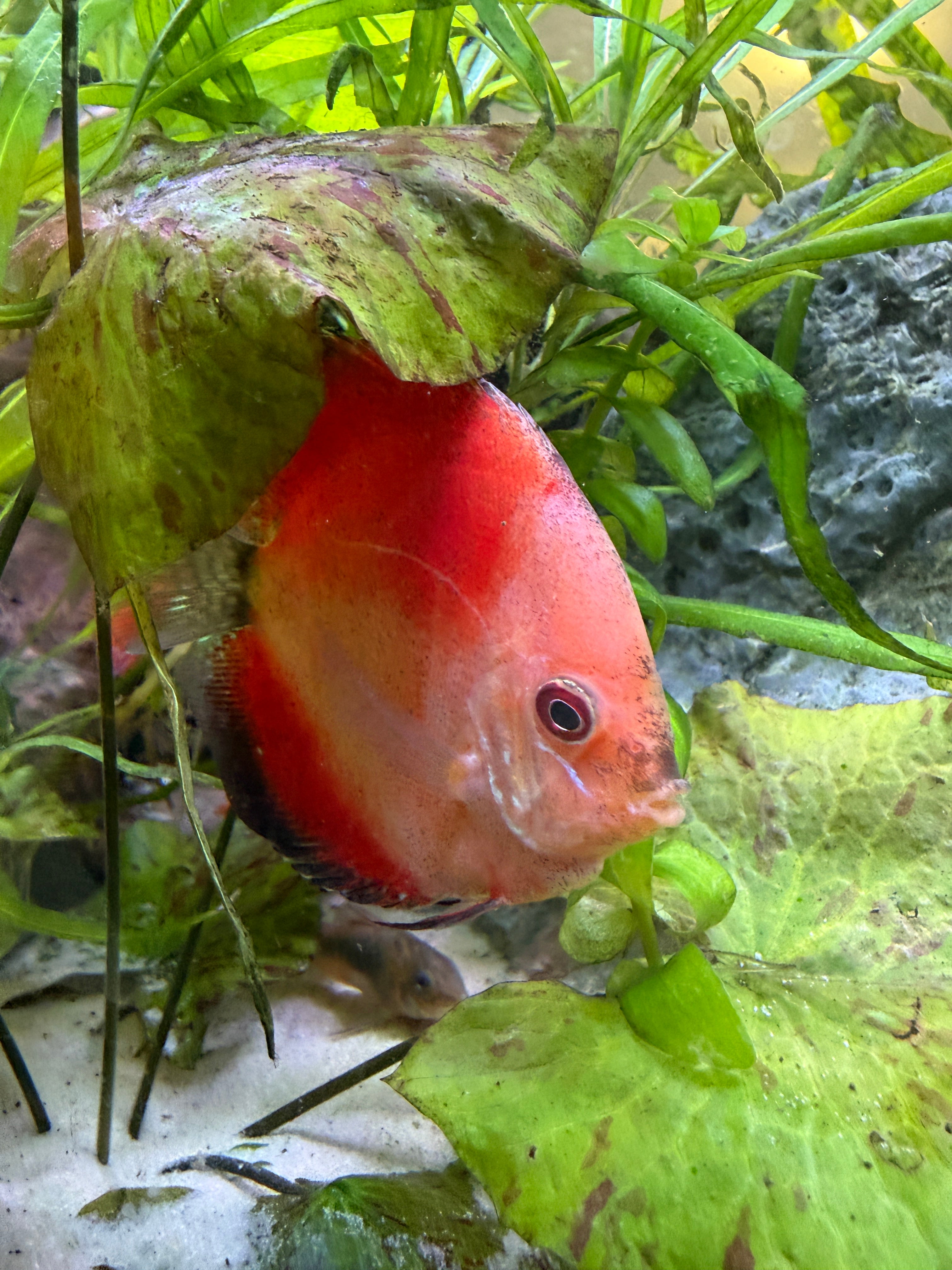 Red / Peach Melon Discus