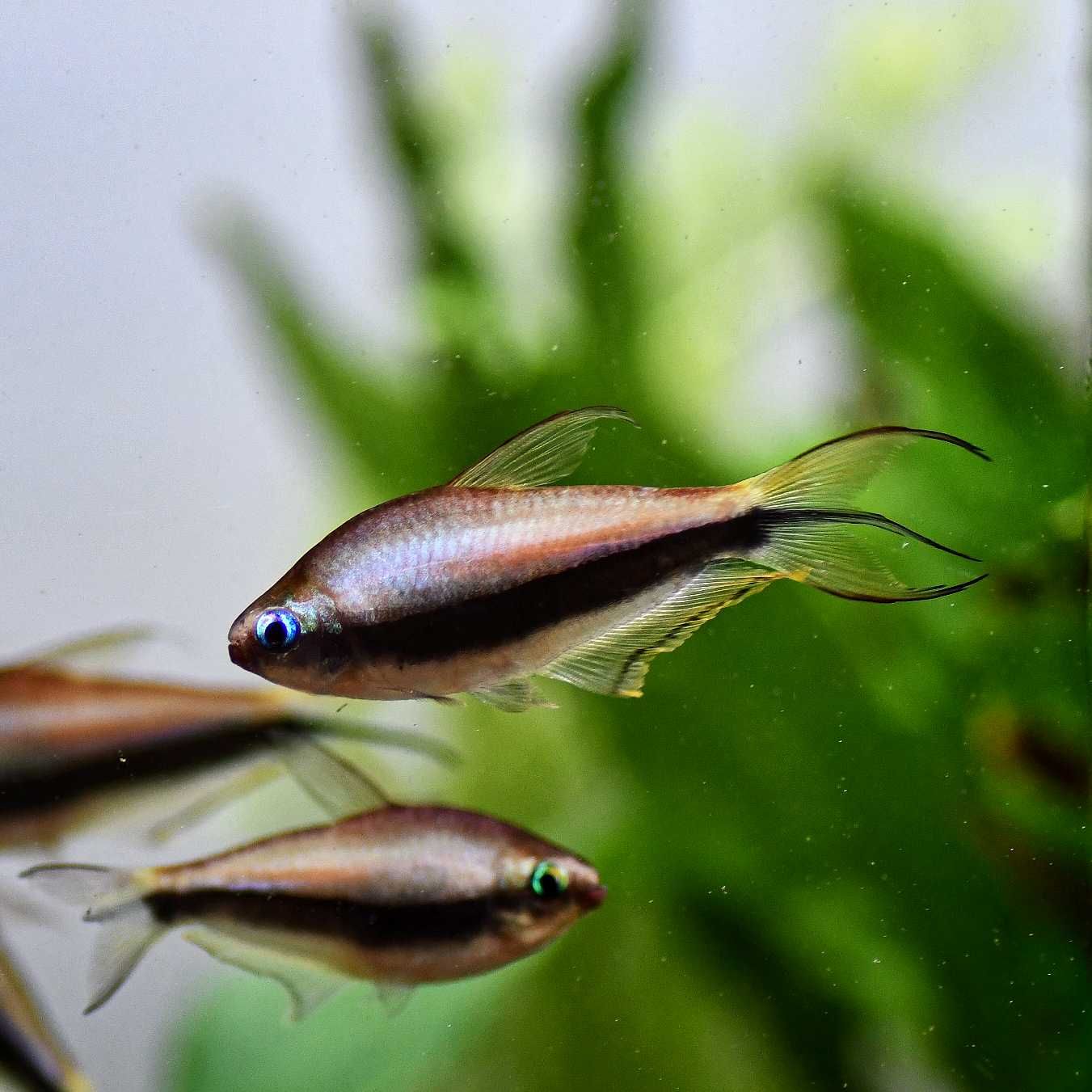 Emperor Tetra
