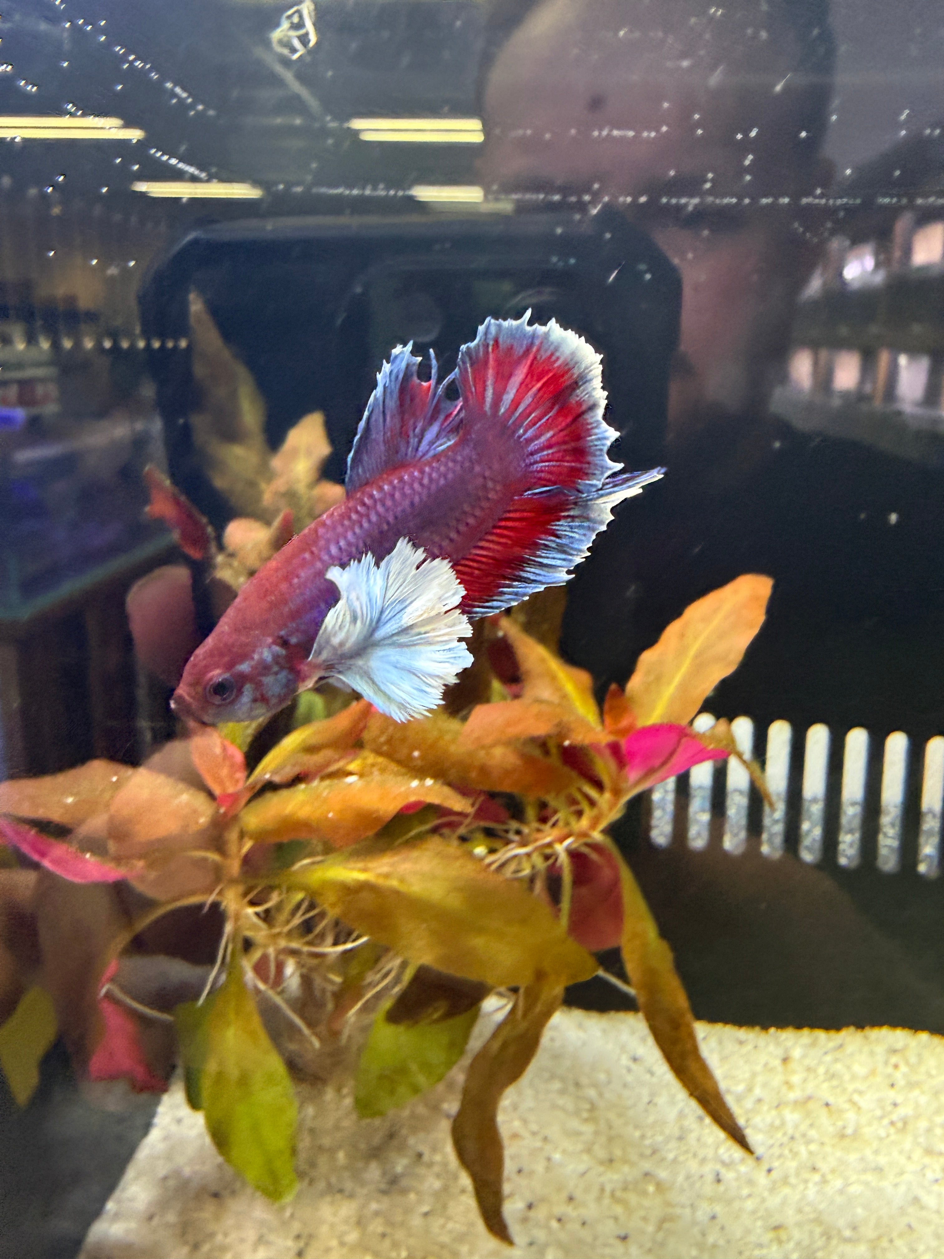 Elephant Ear Male Betta (A6)