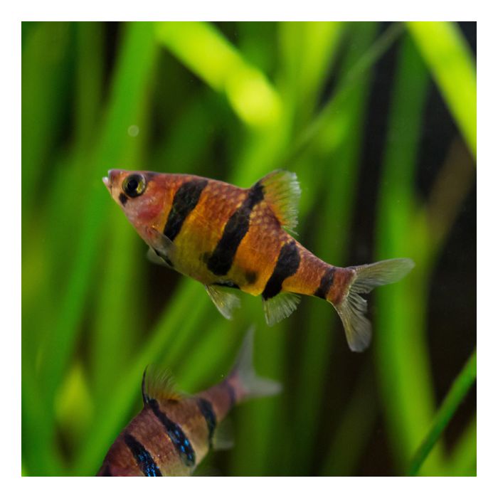 5 Banded Barb