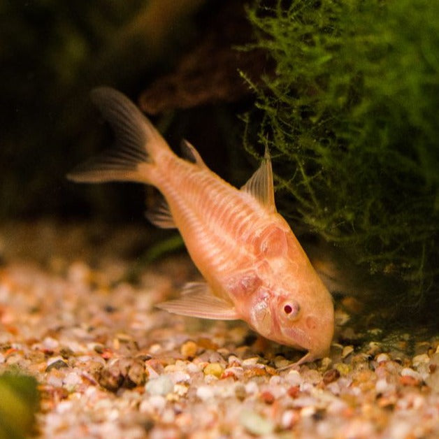 Albino Corydoras