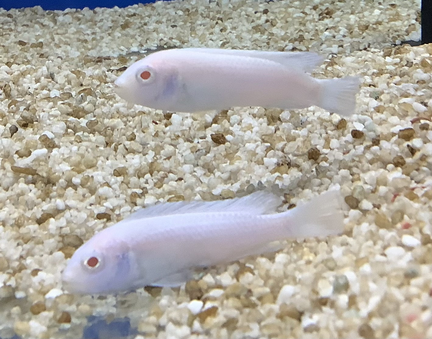 Snow White Cichlid