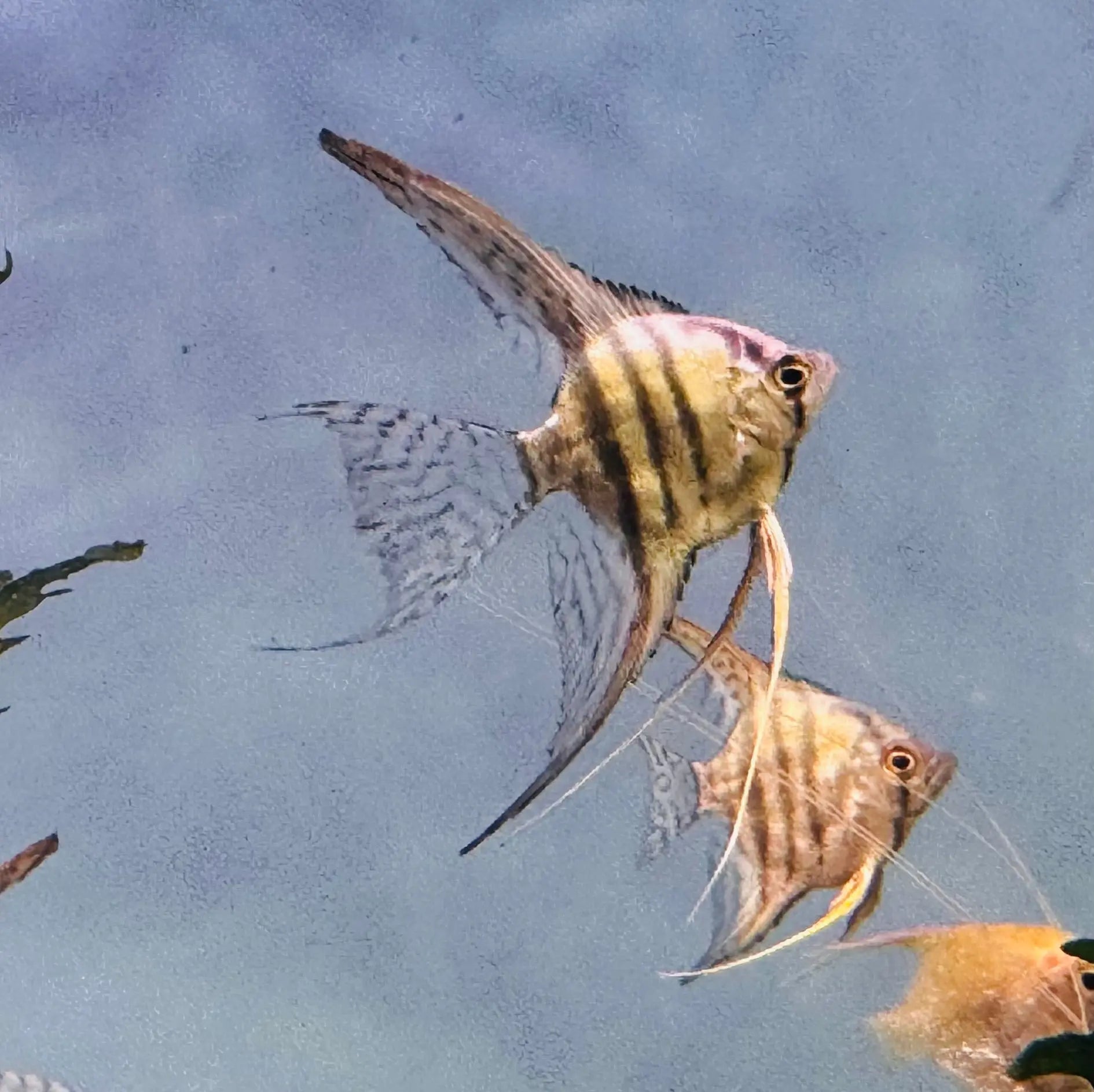 Assorted Veiltail Angelfish