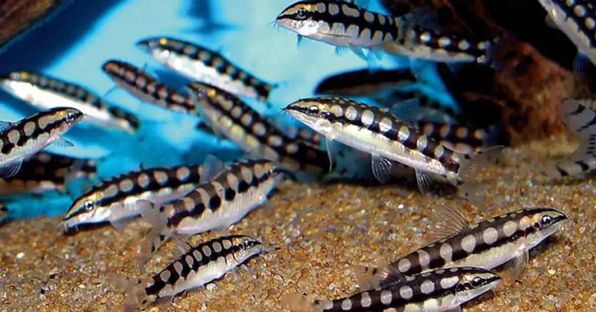 Dwarf Chain Loach