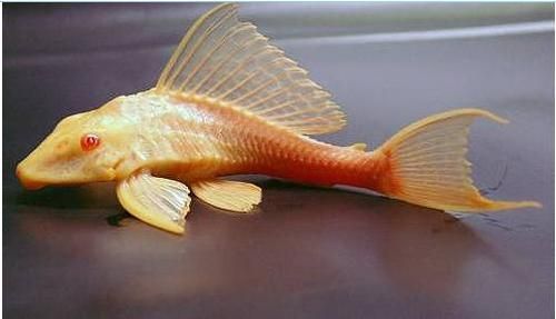 Golden Highfin Red Eyed Plecostomus