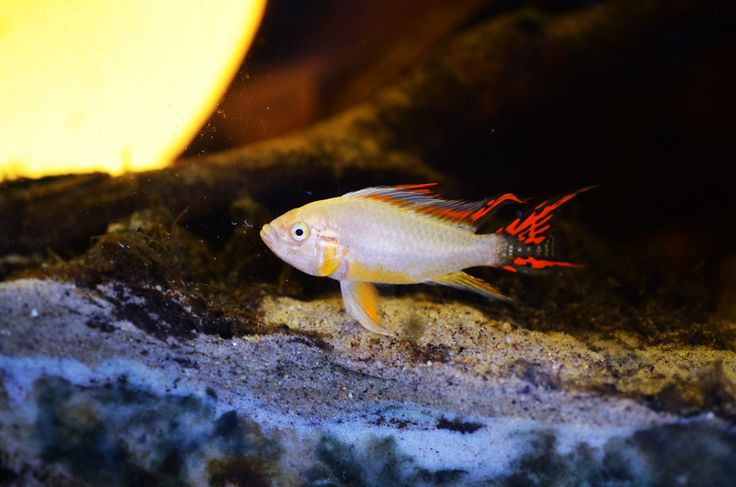 Apistogramma Cacatuoides Super Red Albino
