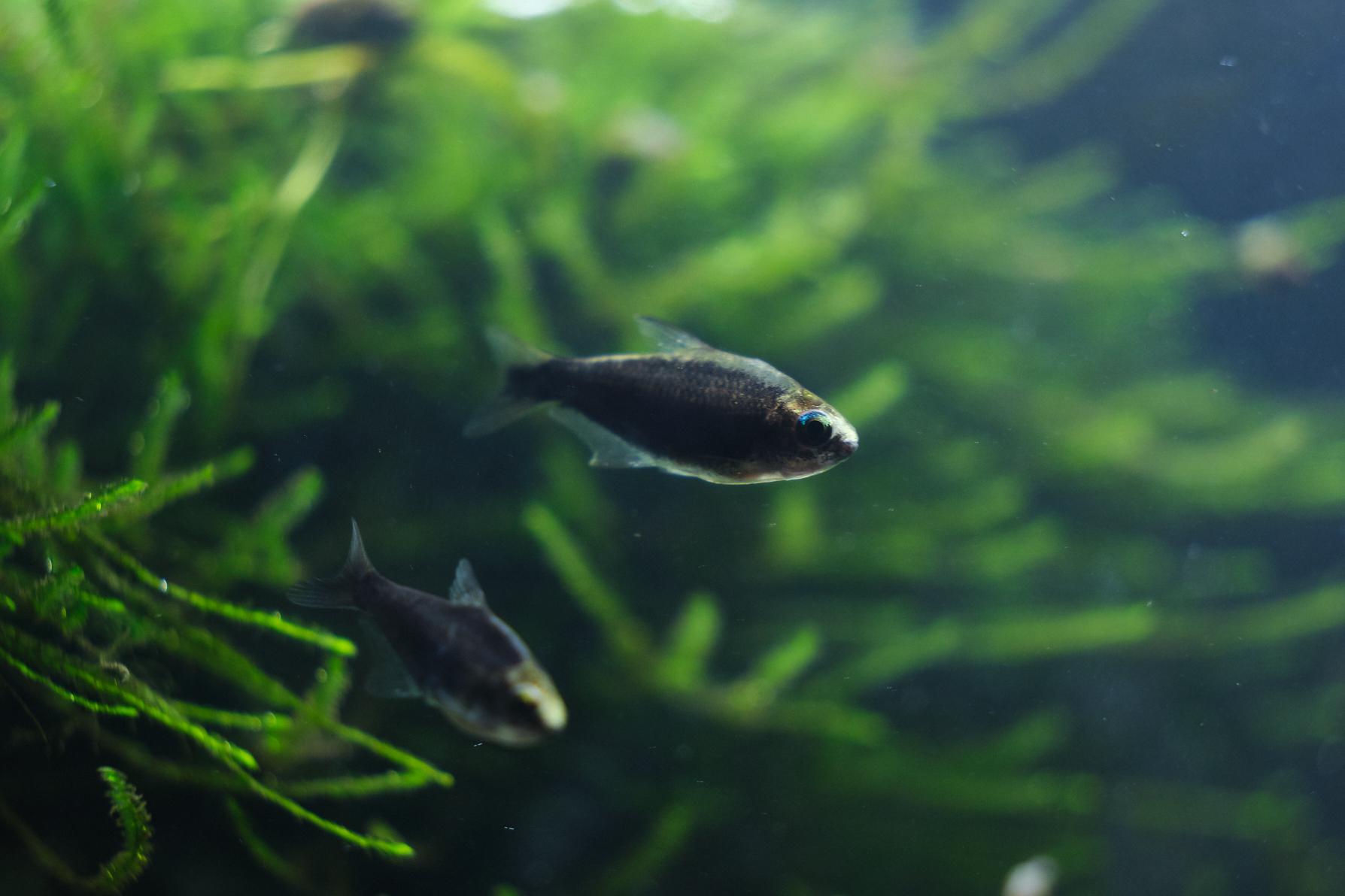 Black Emperor Tetra