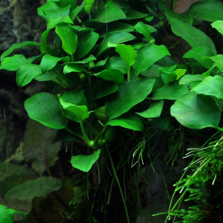 Anubias Nana Petite