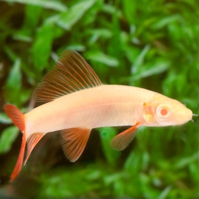 Golden Rainbow Shark