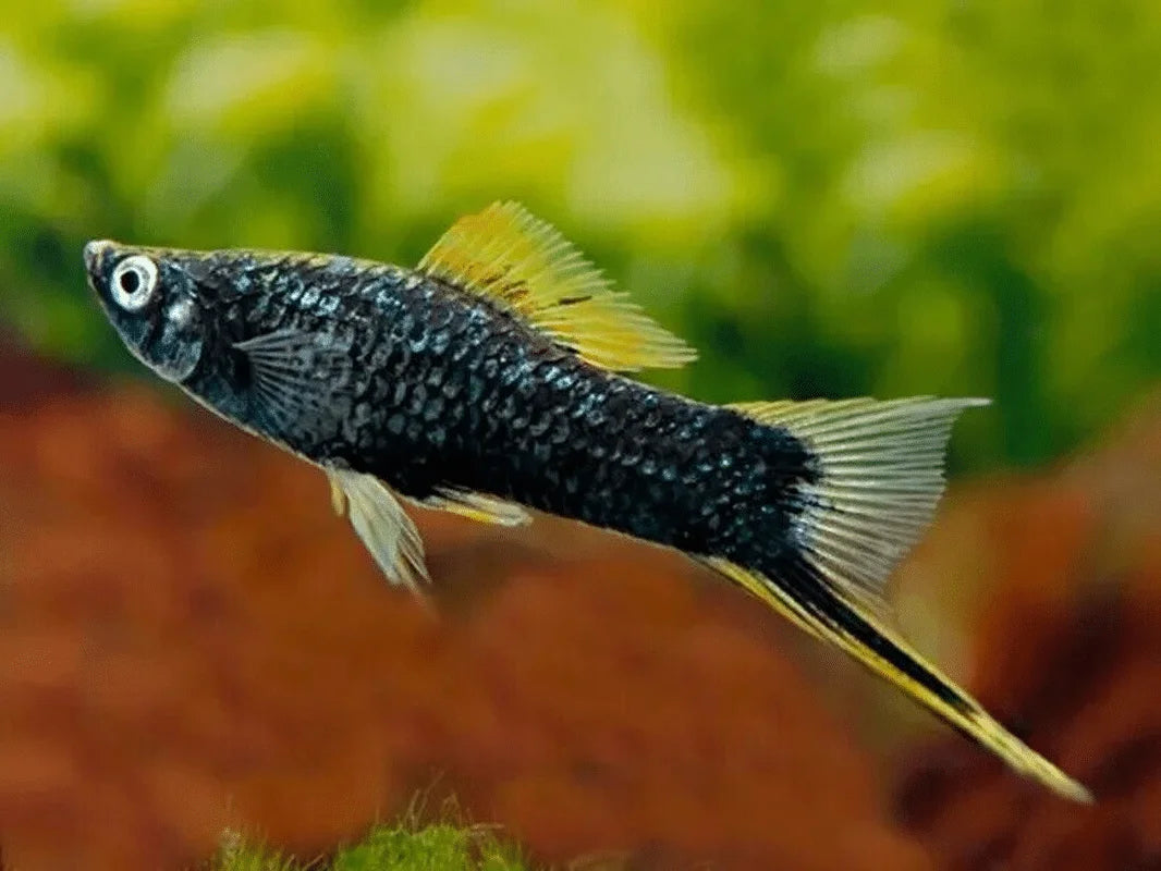 Swordtail (Assorted)