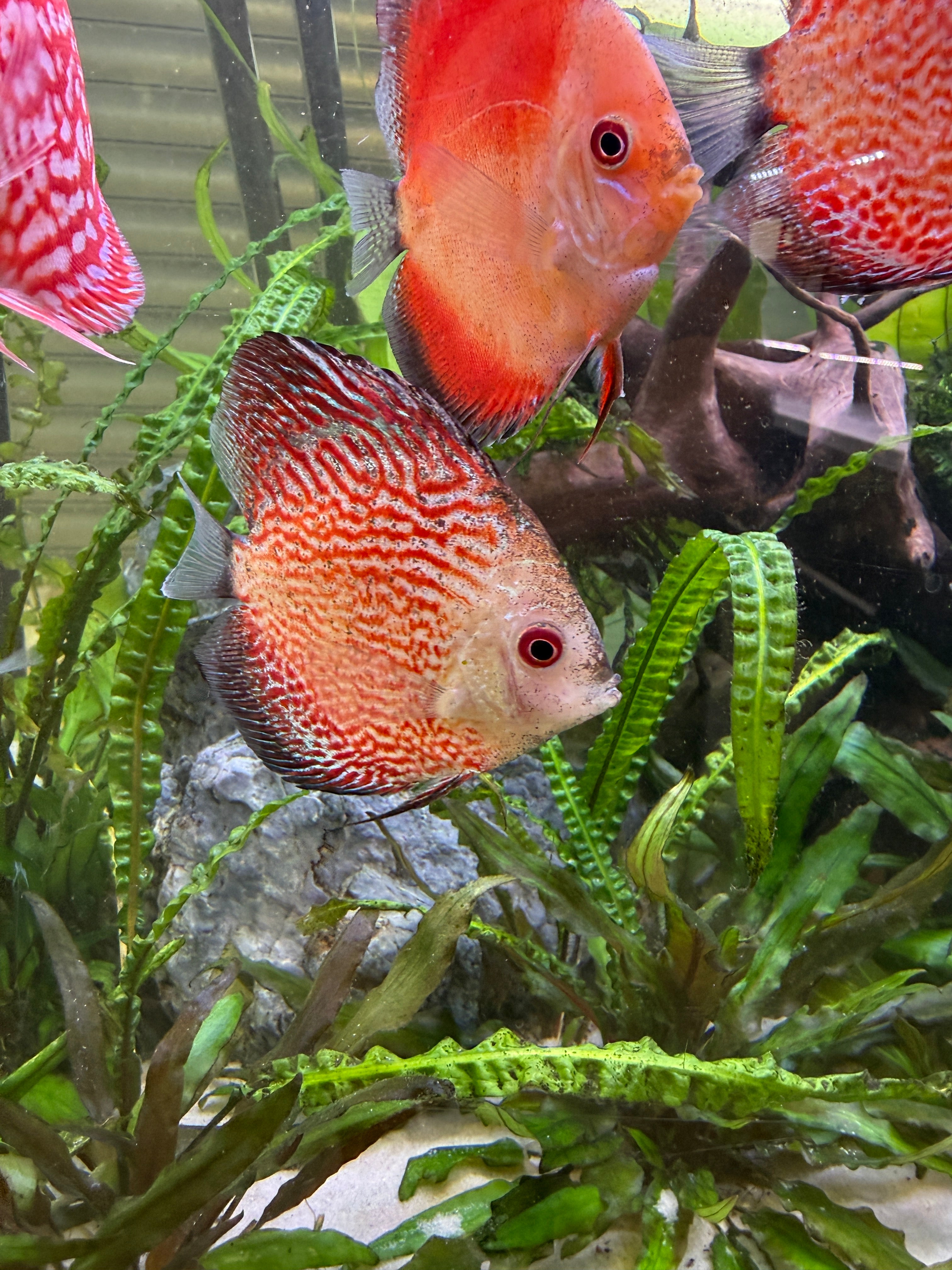 Red Checkerboard B Grade