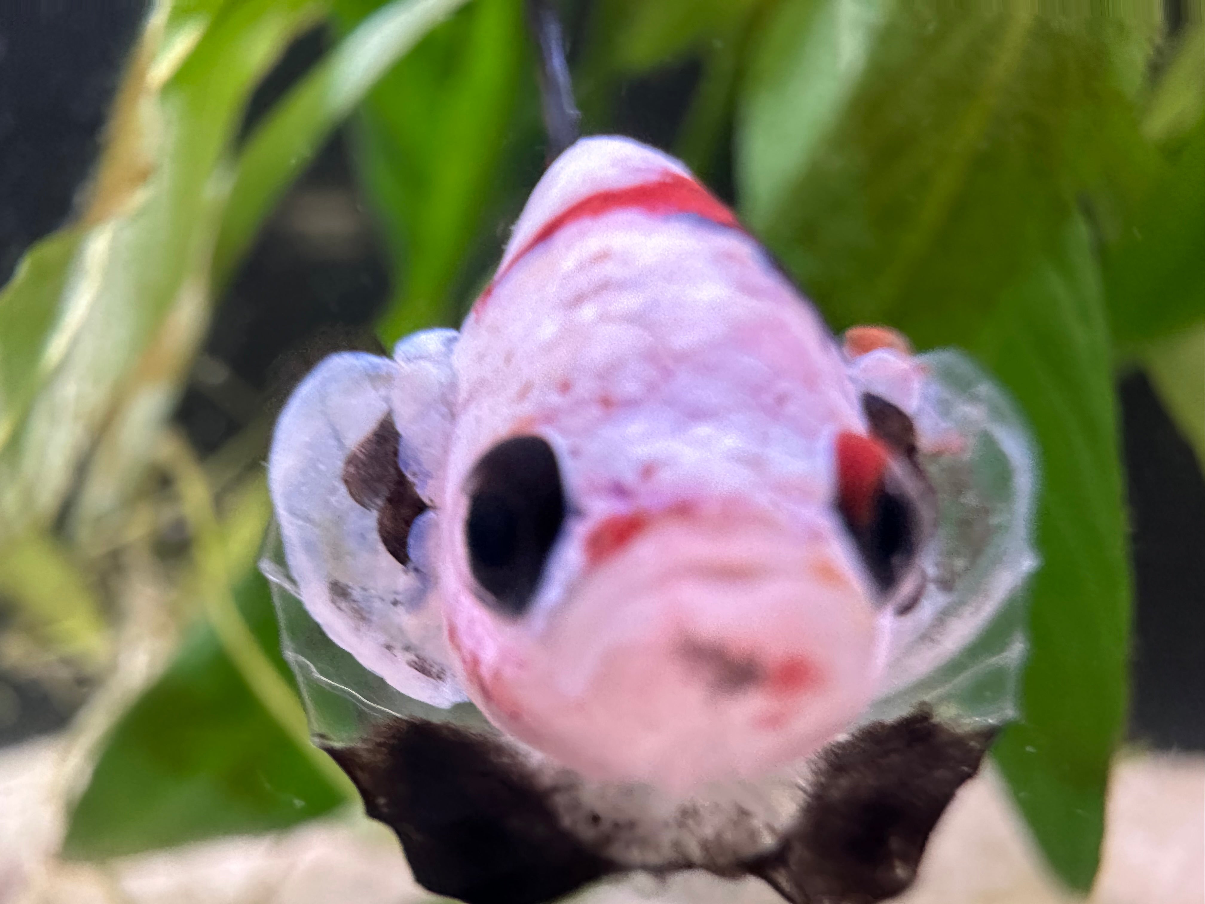 Koi Male Betta (A1)