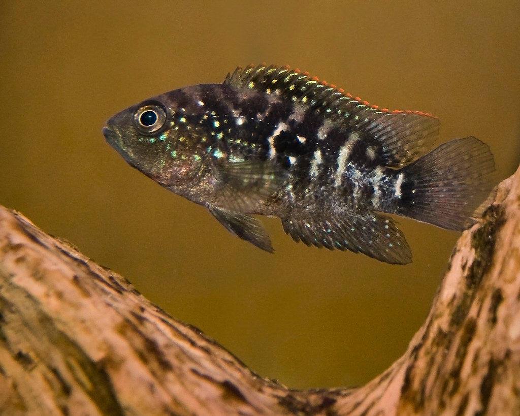 Jack Dempsey Cichlid