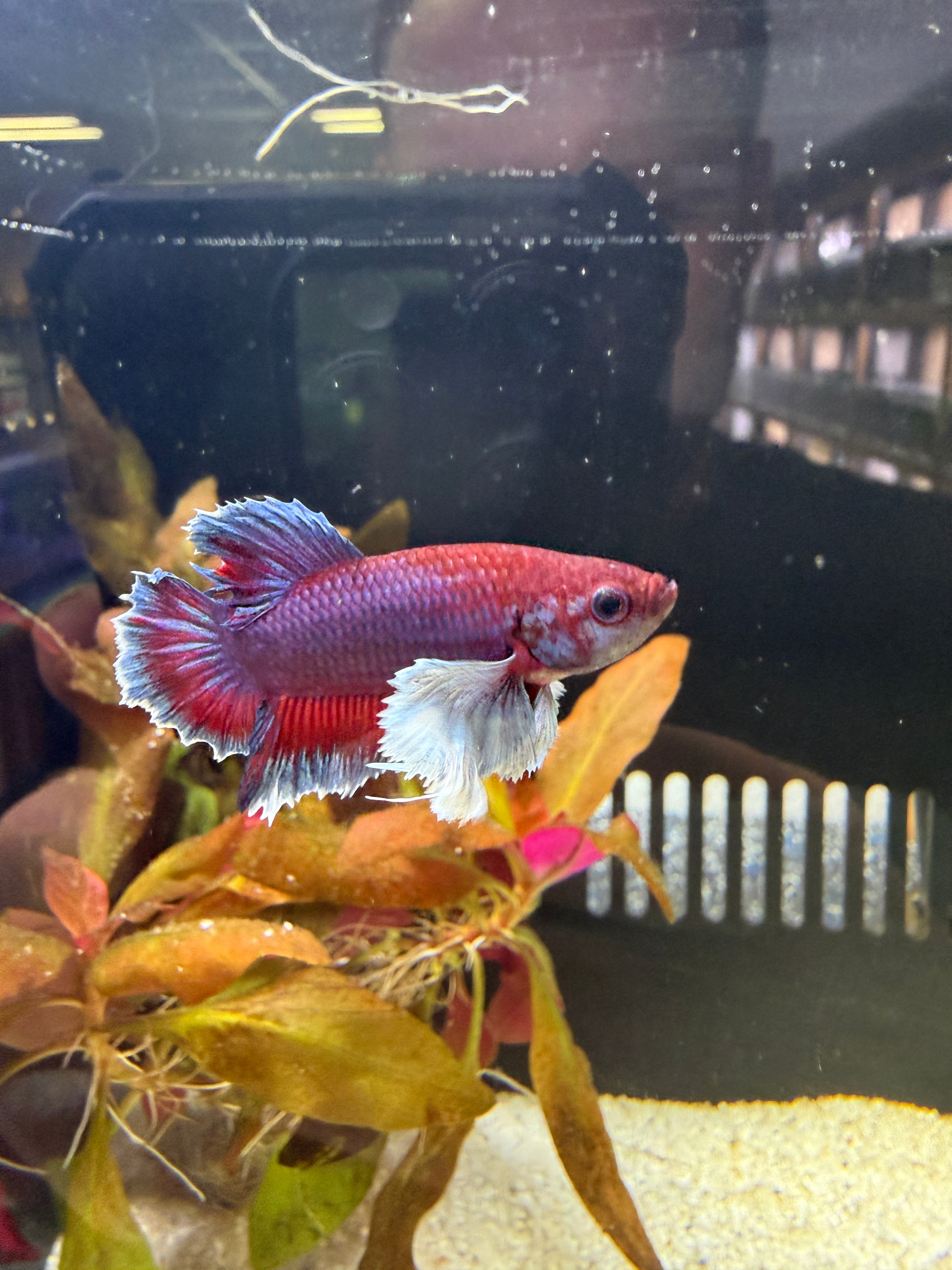 Elephant Ear Male Betta (A6)