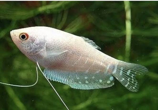 Platinum Gourami