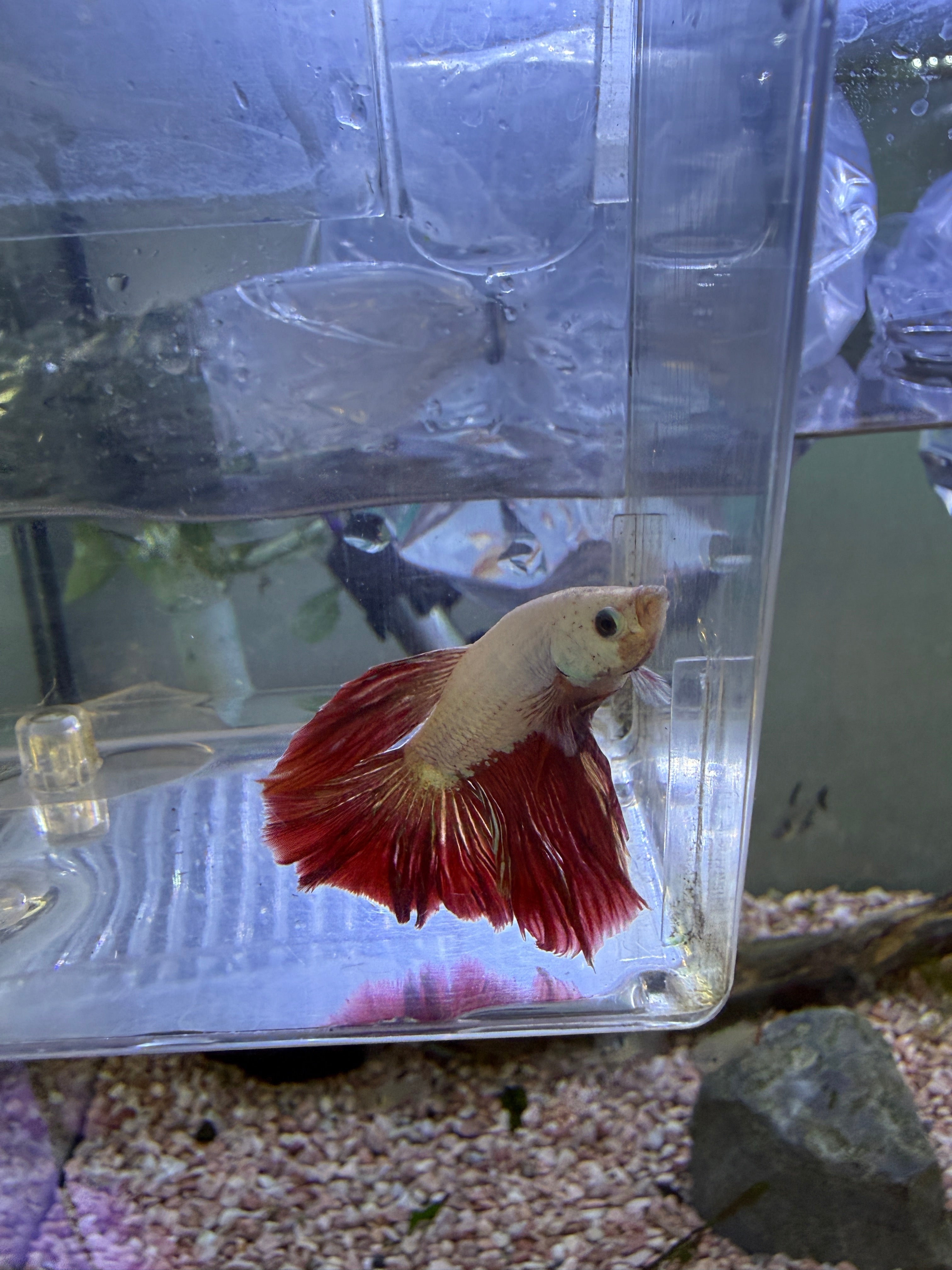 Dragon Halfmoon Male Betta