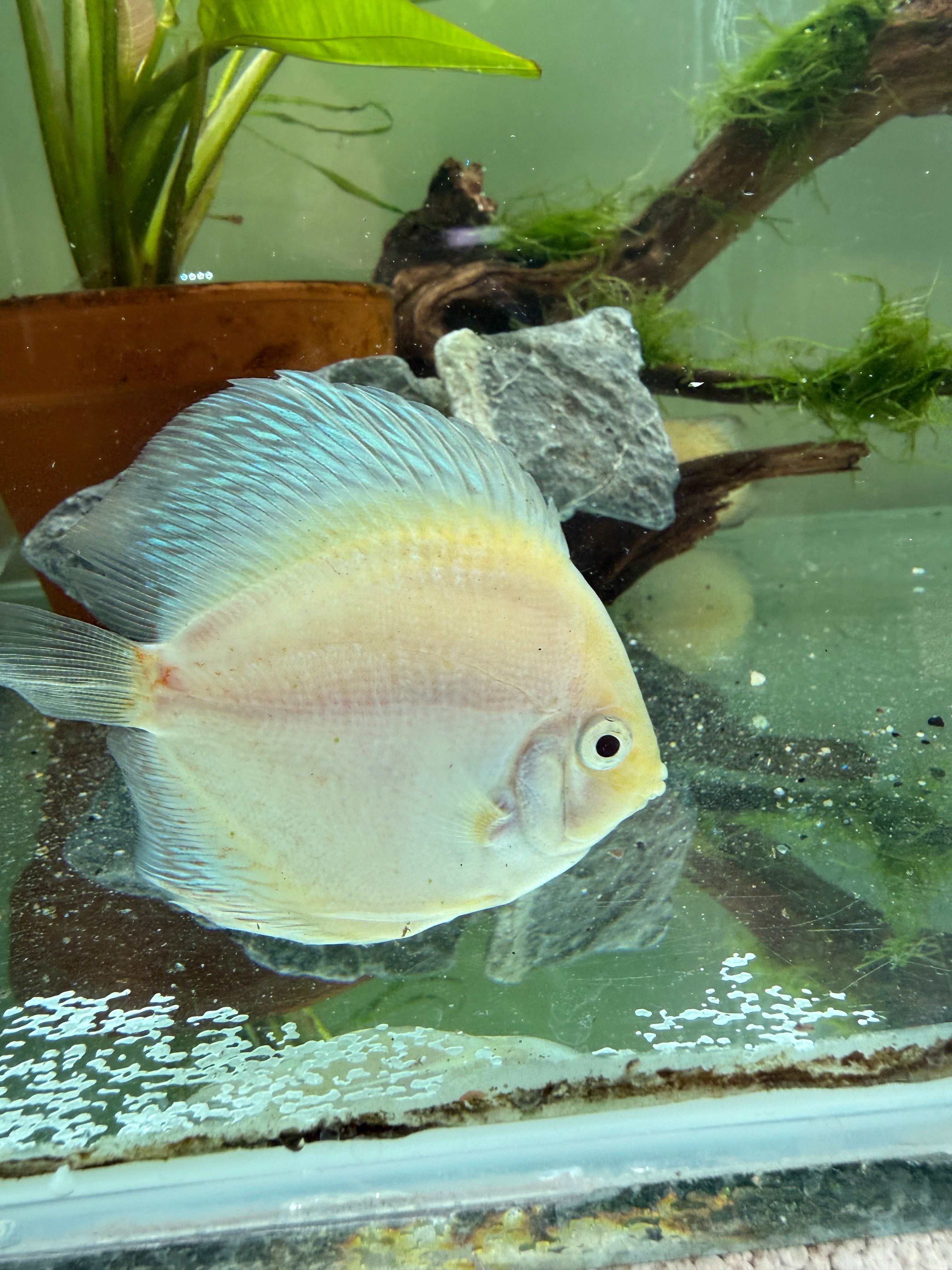 Snow White Discus