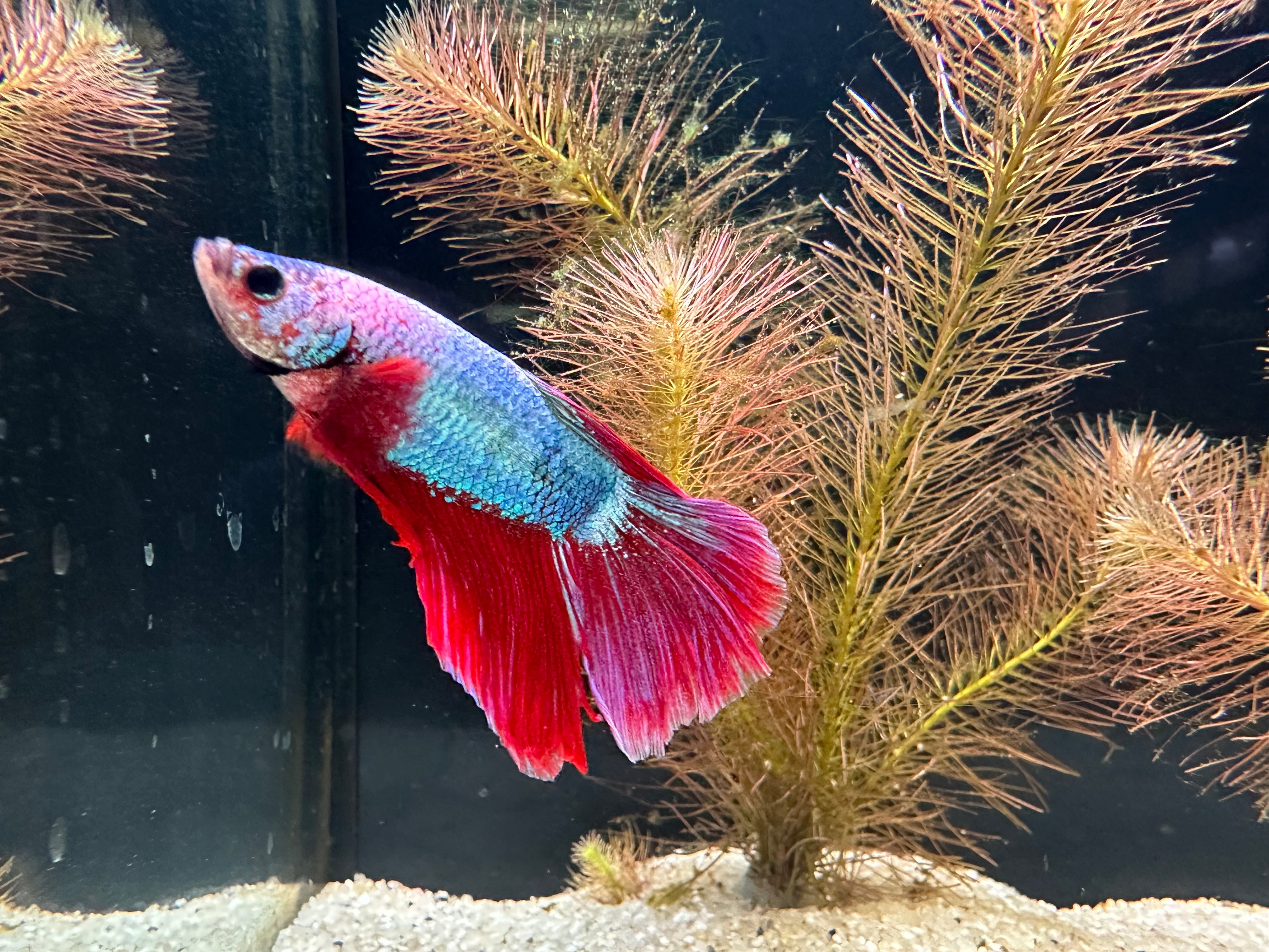 Super Delta Male Betta (B4)