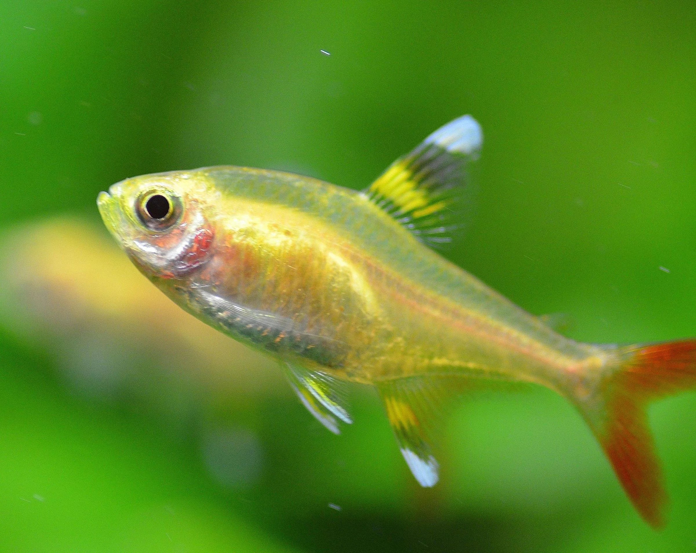 Golden Pristella Tetra