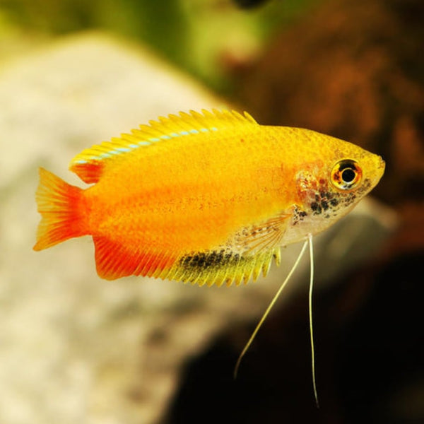 Golden Honey Gourami