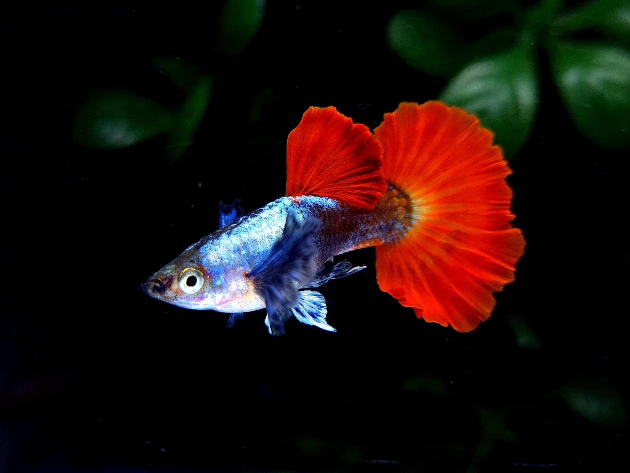 Red Mogano Elephant Ear Guppy Pair