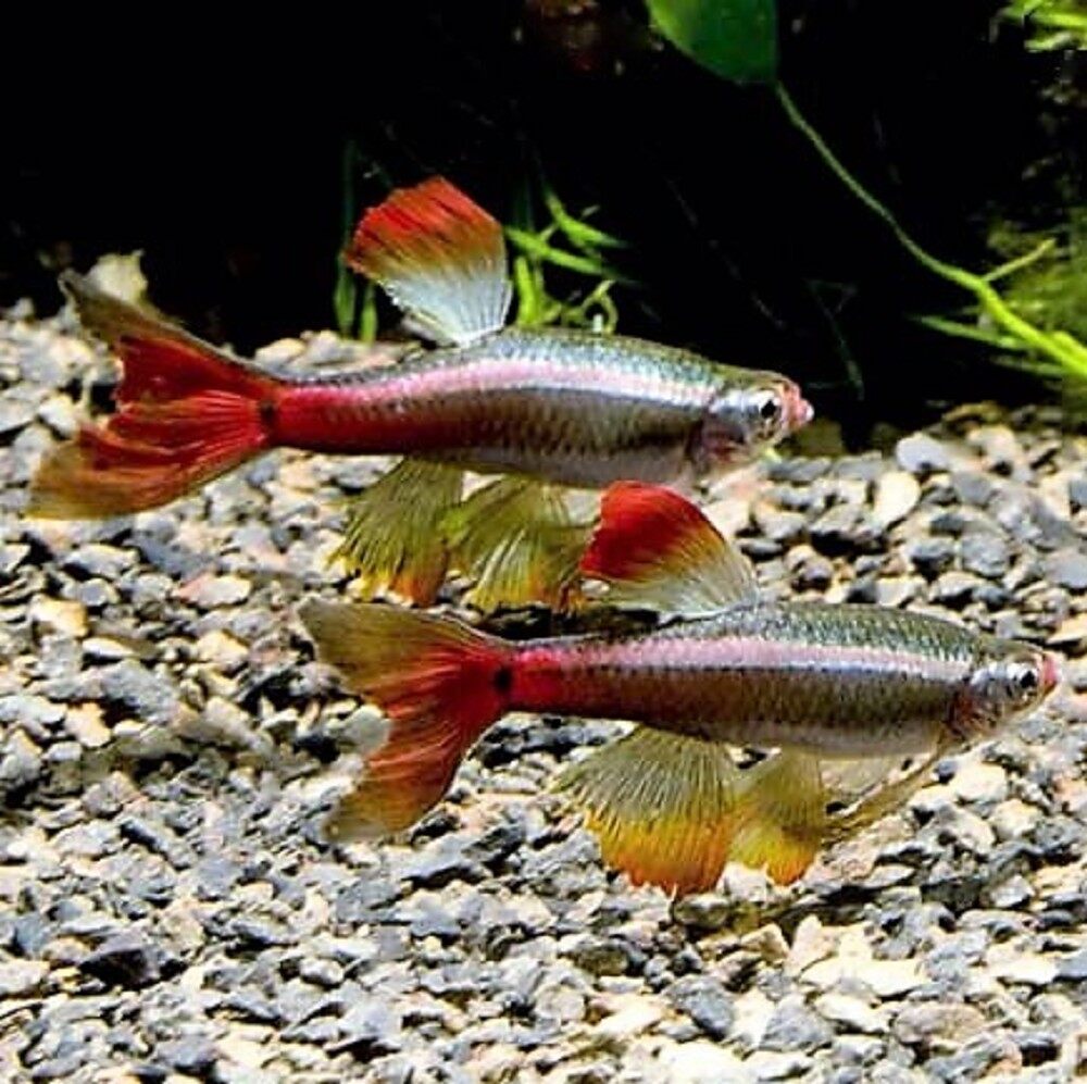 Long Finnned Mountain Minnow