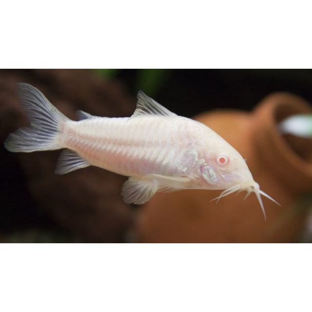 Albino Corydoras