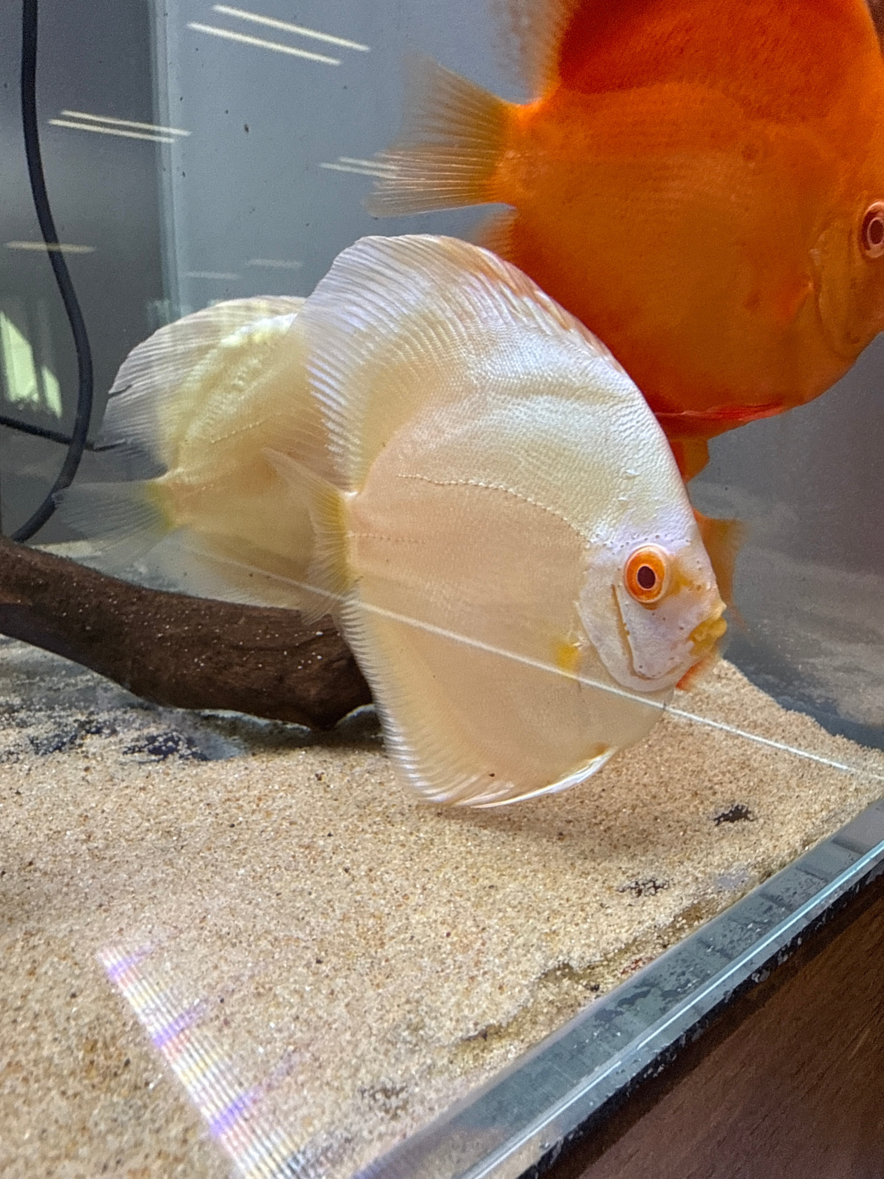 Albino Blue Diamond Discus