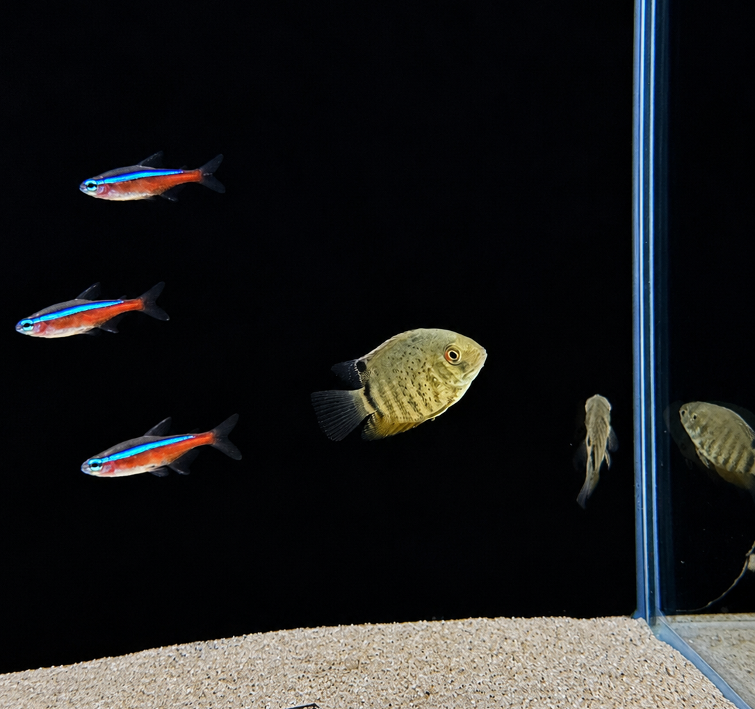Green Severum