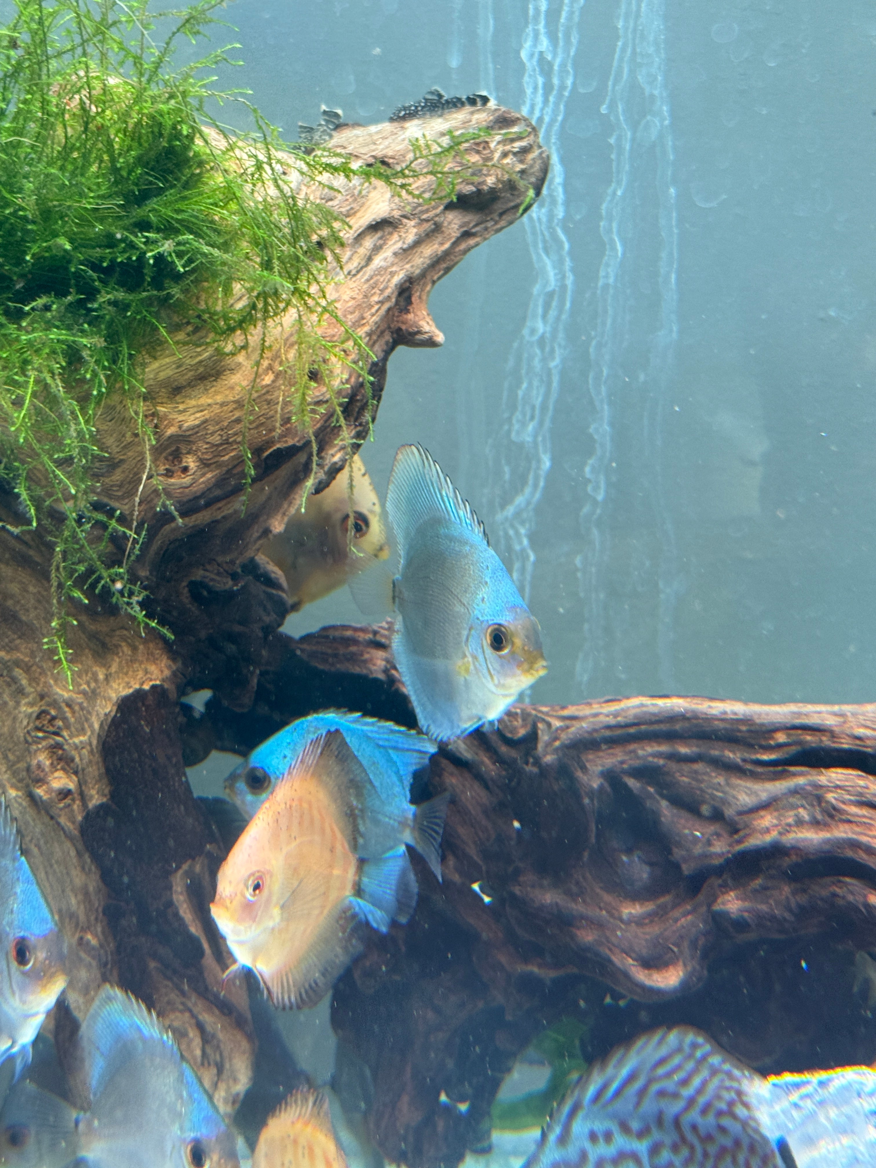 Blue Diamond Discus Small