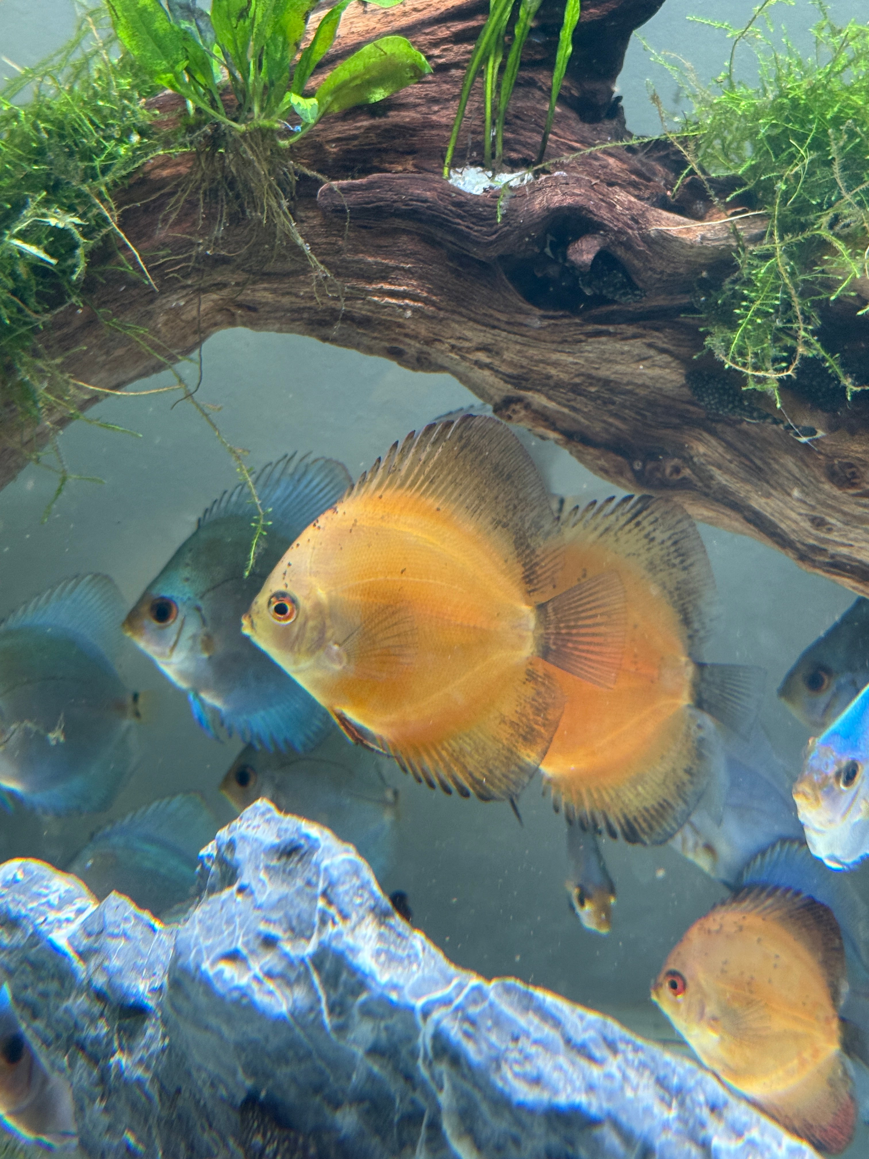 Red Melon Discus – Small