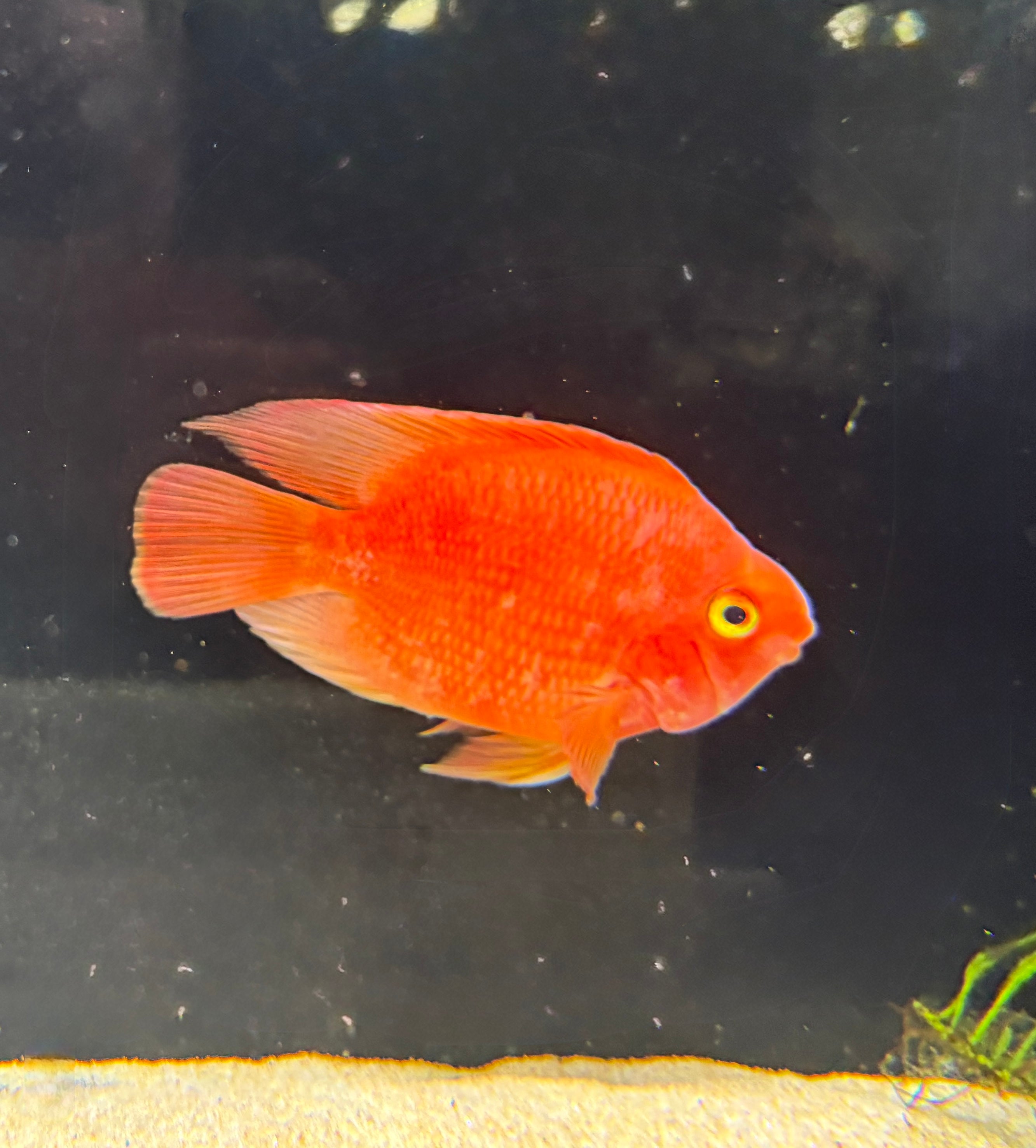 Yuan Bao Red Parrot
