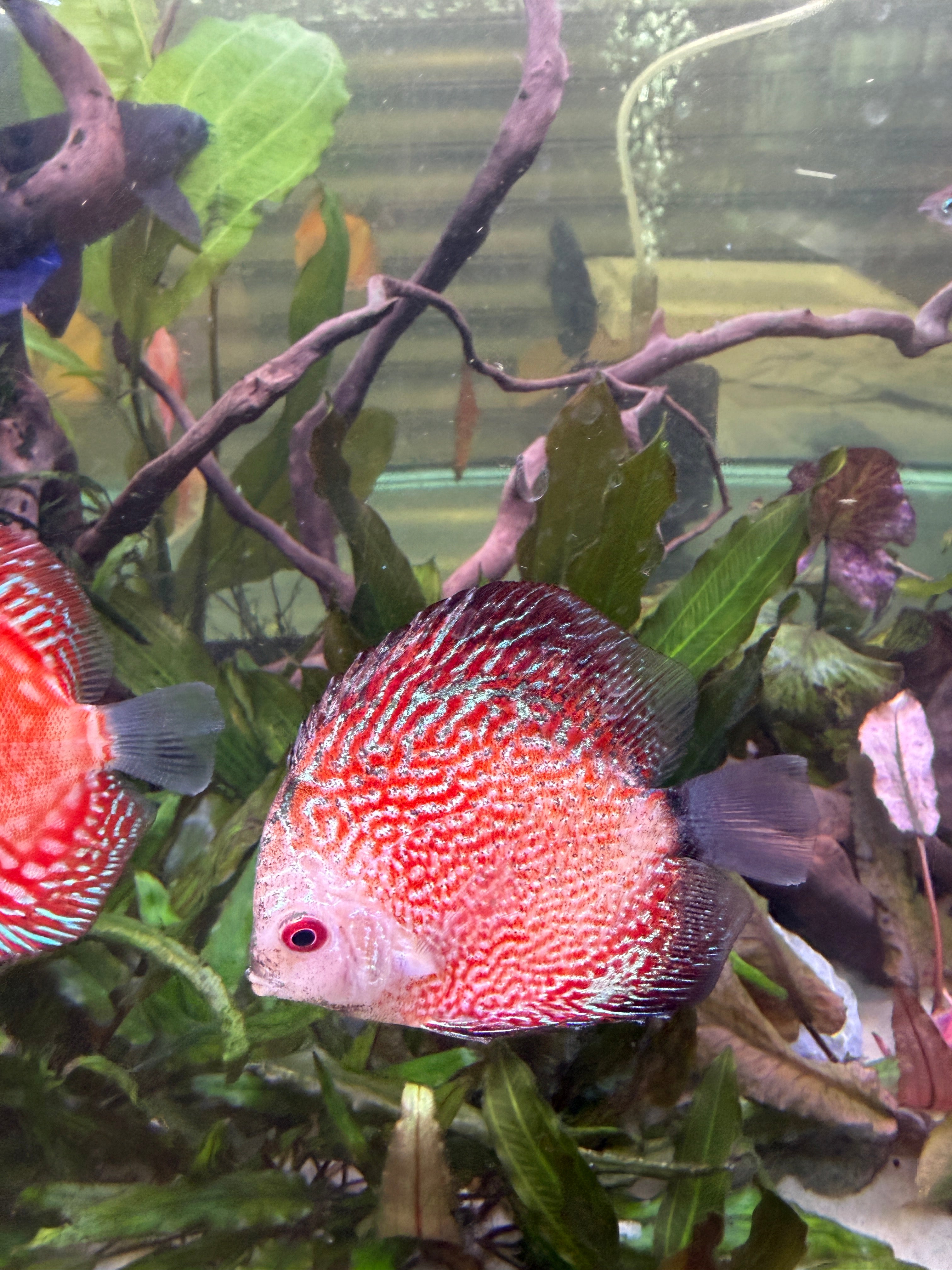 Red Checkerboard B Grade