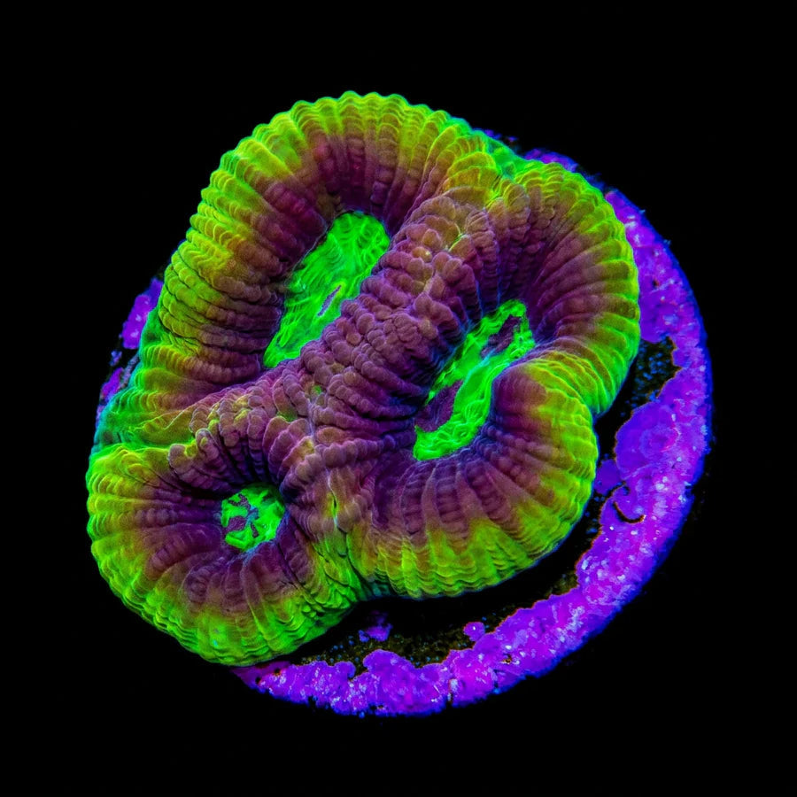 Neon Green Dragon Soul Favia Fragment