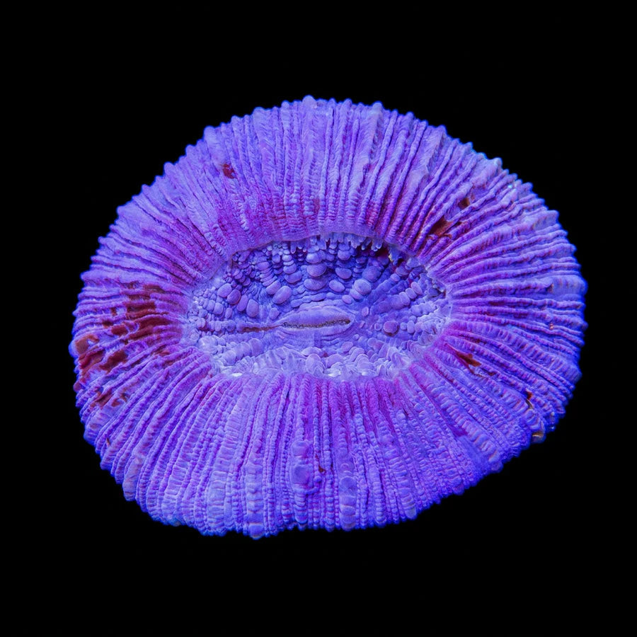 Purple Trachyphyllia