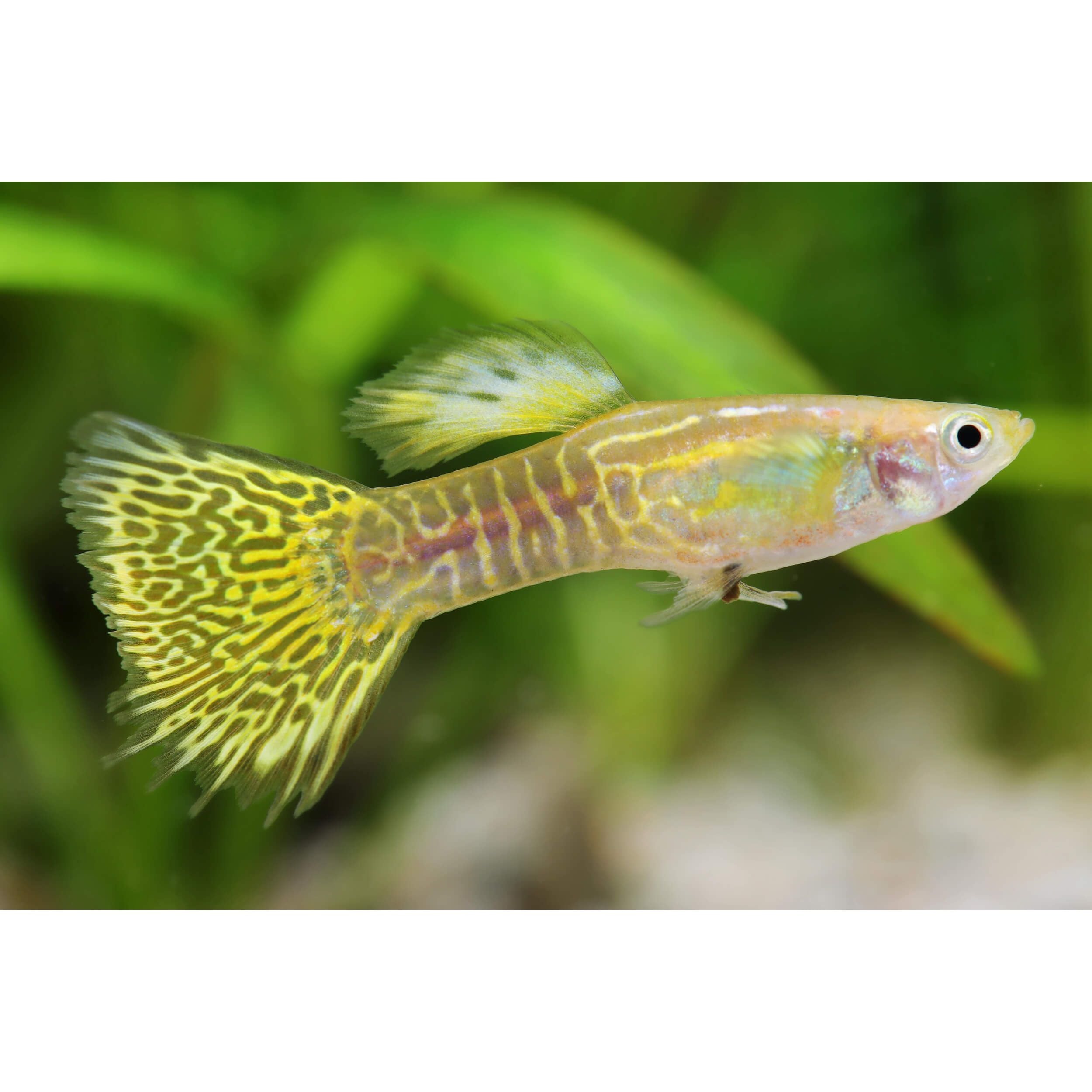 Male Fancy Guppy